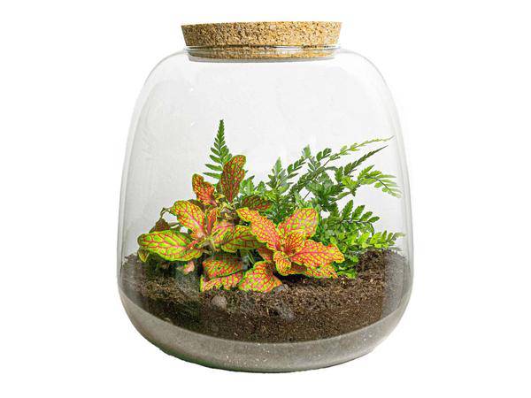 Flaschengarten – Emma Mini – DIY Bausatz – ↑20cm – Ø19cm – mit Fittonia Ruby Lime – Selbstbewässerndes Pflanzenterrarium 