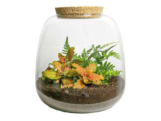 Flaschengarten – Emma Mini – DIY Bausatz – ↑20cm – Ø19cm – mit Fittonia Ruby Lime – Selbstbewässerndes Pflanzenterrarium 