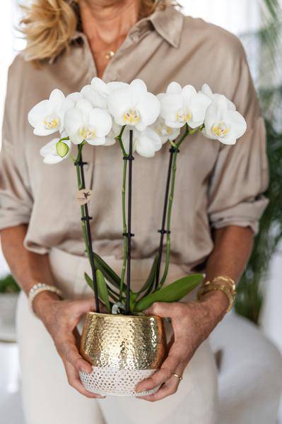 Phalaenopsis Orchidee Weiß - Amabilis + Elite Topf Gold - Topfgröße Ø9cm - 40cm hoch - blühende Zimmerpflanze 