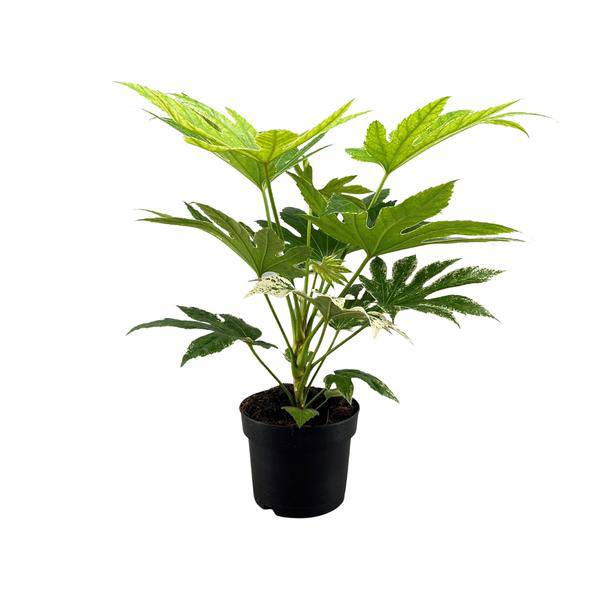 Zimmeraralie Fatsia Japonica Spider Web – Zimmerpflanze – Ø17cm – Höhe ca. 50cm – Exotisches, dekoratives Blattwerk 