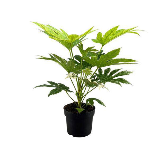 Zimmeraralie Fatsia Japonica Spider Web – Zimmerpflanze – Ø17cm – Höhe ca. 50cm – Exotisches, dekoratives Blattwerk 