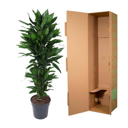 Drachenbaum – Dracaena Janet Lind 130cm – Ø31cm – Zimmerpflanze mit breiten dunkelgrünen Blättern – Pflegeleichte robuste Grünpflanze für Wohnzimmer, Büro & Wintergarten 