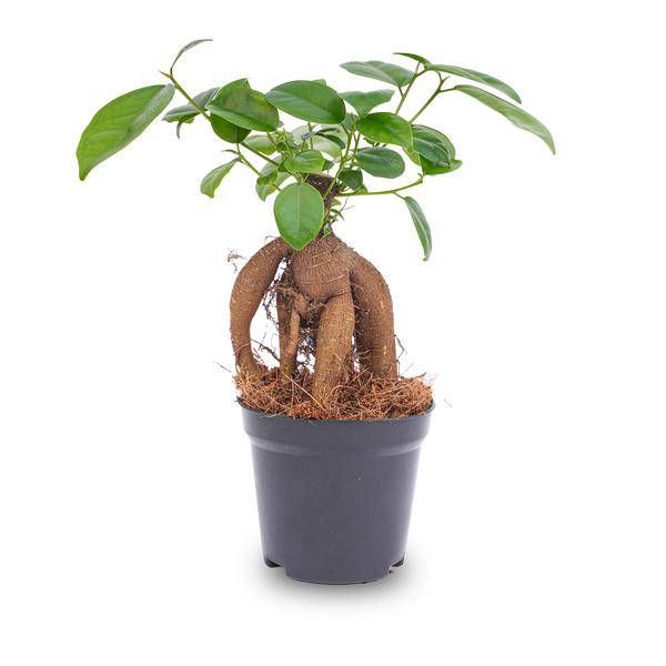 Chinesische Feige – Ficus microcarpa Ginseng – Ø9cm – Bonsai – Zimmerpflanze – Dekorativer Kleinbaum für Zuhause & Büro 
