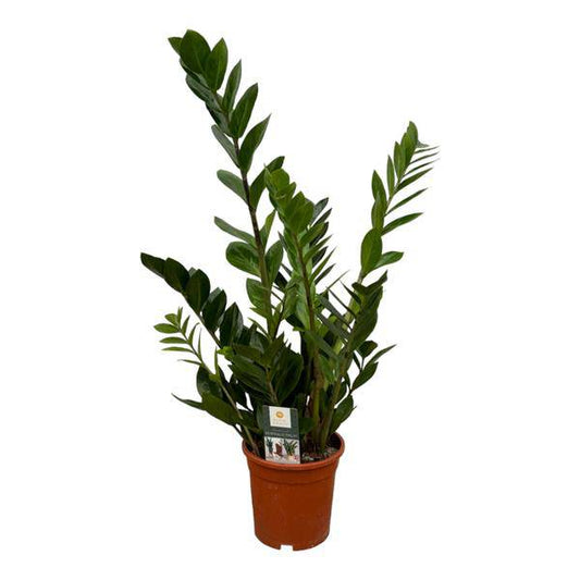 Zamioculcas – Glücksfeder – Zimmerpflanze – Ø17cm – Höhe ca. 75cm – pflegeleichte Sukkulente für Wohnzimmer, Büro und Schlafzimmer 