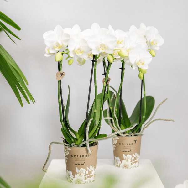 Weiße Phalaenopsis Orchideen – Amabilis – 2 Pflanzen – Blühende Zimmerpflanze Ø9cm – Multiflora-Orchidee mit 2–3 Zweigen 