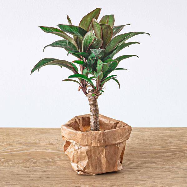 Mini-Palme Cordyline fruticosa Purple Compacta – Terrarienpflanze – Ø6cm – Kompakte Keulenlilie mit violettem Laub – Pflegeleicht & dekorativ 