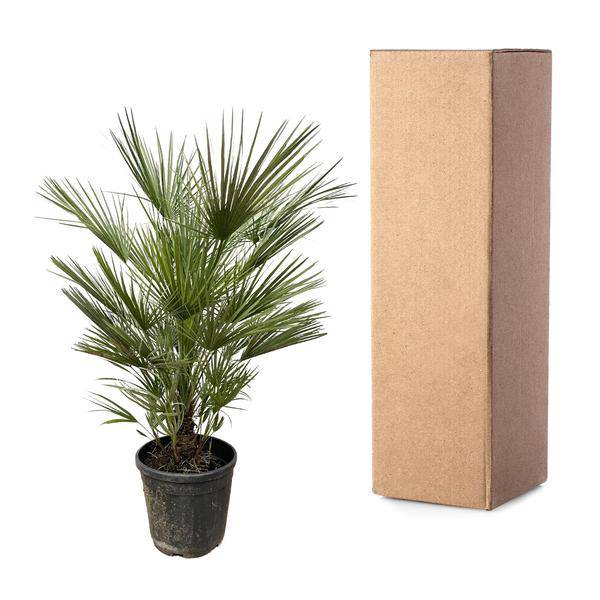 Grüne Zwergpalme – Chamaerops Humilis 150cm – Ø30cm – Europäische frostbeständige Palme – Mediterrane Zimmer- & Gartenpflanze für Innen- und Außenbereiche 