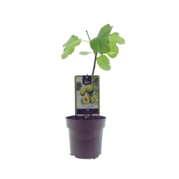 Ficus Panachee – Feigenbaum – Ø15cm – ↕40cm – Pflegeleichte Zimmerpflanze mit buschigem, glänzendem Laub – Für Wohnräume, Büro & Balkon 