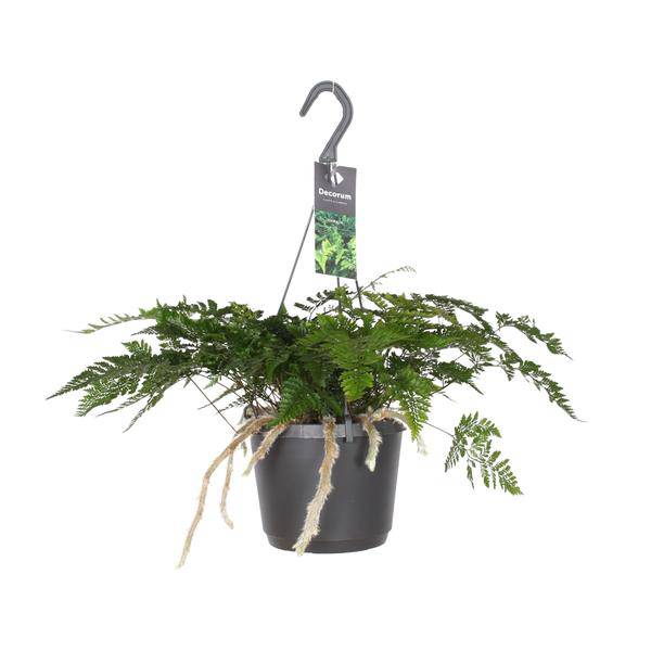 Tarantelfarn – Humata Tyermannii – Bärenfußfarn – Ø17cm ↕20–30cm – Zimmerpflanze – Pflegeleicht – Halbschatten – Luftreinigend – Exotisches Farngewächs 