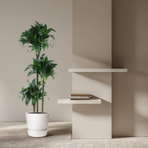 Drachenbaum – Dracaena Tatuade 140cm – Ø24cm – Zimmerpflanze mit grün-weißen Blättern – Pflegeleichte Grünpflanze für Wohnzimmer, Büro & Wintergarten 
