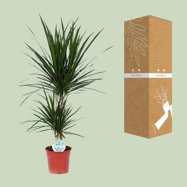 Drachenbaum - Dracaena Marginata - Zimmerpflanze - Ø17cm - ↕75cm 