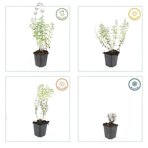 Nepeta 'Walker's Low' – 6 Pflanzen – Katzenminze – Lavendelblaue Blüten – Silbergrünes Laub – Pflegeleichte Staude – Sonnig – Bienen & Schmetterlinge 