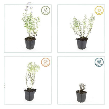 Nepeta 'Walker's Low' – 6 Pflanzen – Katzenminze – Lavendelblaue Blüten – Silbergrünes Laub – Pflegeleichte Staude – Sonnig – Bienen & Schmetterlinge 