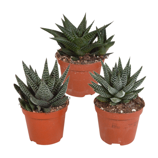 Sukkulente - Gasteria/Haworthia - Mix 8,5cm - 3 Stück 