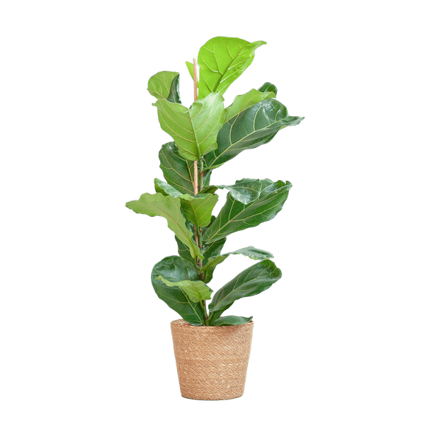 Ficus Lyrata – Geigen-Feige Zimmerpflanze – ca. 80cm hoch – Ø21cm – große dekorative Blätter – inkl. Seegras Korb Sofia Natur 