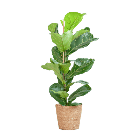 Ficus Lyrata – Geigen-Feige Zimmerpflanze – ca. 80cm hoch – Ø21cm – große dekorative Blätter – inkl. Seegras Korb Sofia Natur 