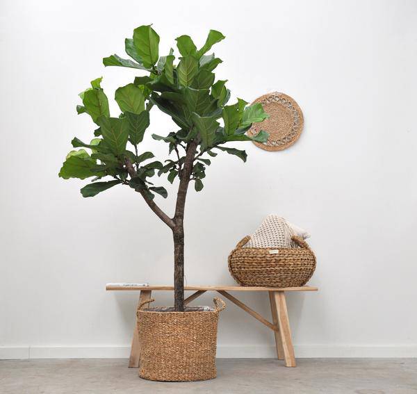 Aufbewahrungskorb Bube – 30cm x 27cm – Dekorativer Korb in natürlicher Optik – Vielseitig einsetzbar für Wohnzimmer, Schlafzimmer & Terrasse – Stilvolle Aufbewahrung & Pflanzübertopf 