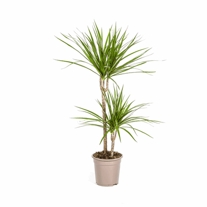 Dracaena Marginata Green – Drachenbaum – Ø19cm – ↕70-90cm – Schlanke Zimmerpflanze mit dunkelgrünen Blättern – Pflegeleicht & luftreinigend 