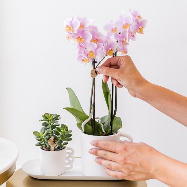 Überraschungsbox - 4 verschiedene Orchideen 