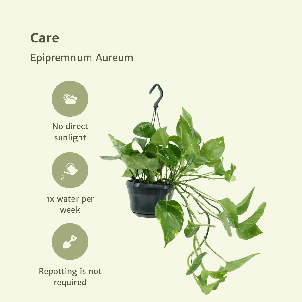 Efeutute - Epipremnum Aureum Scindapsus - Zimmerpflanze - 25cm - ø15cm - 2 Stück 