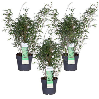 Schirmbambus - Fargesia rufa - ↨80cm - Ø23cm - 3 Stück 