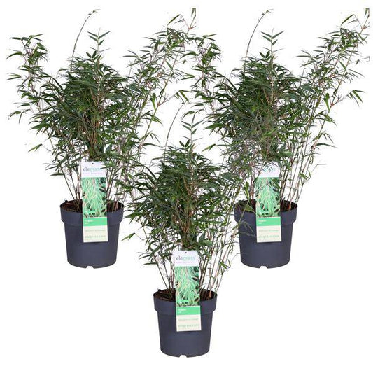 Schirmbambus - Fargesia rufa - ↨80cm - Ø23cm - 3 Stück 