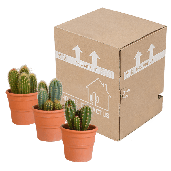 Kaktus - Cereus - Mix - Zimmerpflanze - 10,5 cm - 3 Stück + Terracotta-Topf 
