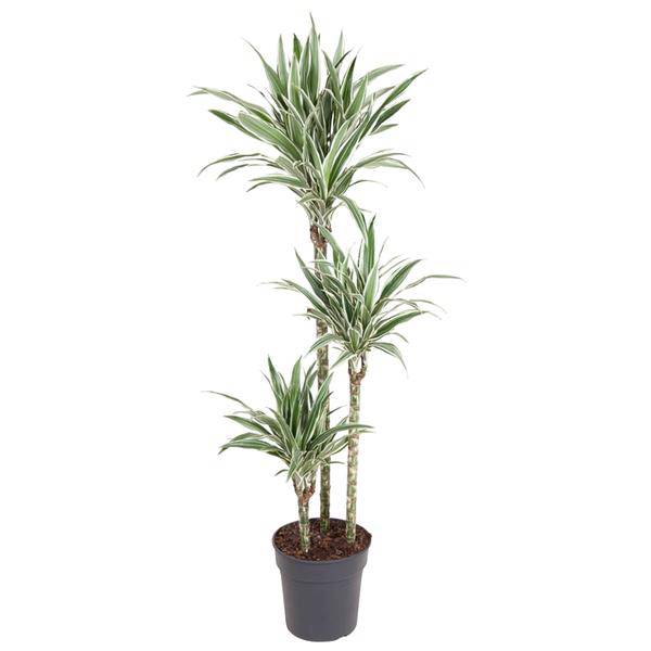 Drachenbaum – Dracaena White Stripe 150cm – Ø24cm – Zimmerpflanze mit grünen Blättern & weißen Streifen – Elegante pflegeleichte Dekopflanze für Wohnzimmer, Büro & Wintergarten 