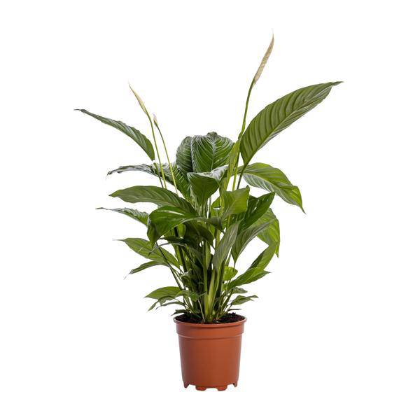 Einblatt - Spathiphyllum Bingo Cupido - Zimmerpflanze - Ø19cm - ↕80cm 
