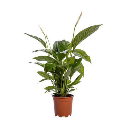 Einblatt - Spathiphyllum Bingo Cupido - Zimmerpflanze - Ø19cm - ↕80cm 