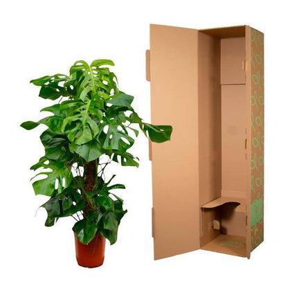 Monstera Deliciosa – Köstliches Fensterblatt – Zimmerpflanze 150cm – Ø27cm – Tropische XXL-Pflanze mit großen grünen Blättern – Dekorative Kübelpflanze für Wohnzimmer & Büro – Pflegeleicht 