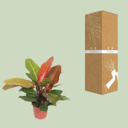 Baumfreund - Philodendron Prinz von Orange -Zimmerpflanze - Ø17cm - ↕45cm 