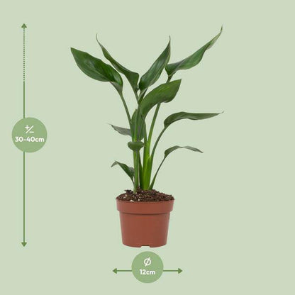Strelitzia Reginae – Paradiesvogelblume – Zimmerpflanze ↕35cm – Ø12cm – Exotische Blühpflanze mit orangen & blauen Blüten – Tropische Dekopflanze für Wohnzimmer & Büro 