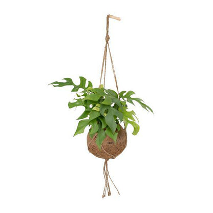 Lochpflanze Monstera Minima – Kokodama Zimmerpflanze – Ø15cm – 25 cm hoch – Halbschatten – Pflegeleicht – Tropisches Grün für Innenräume 