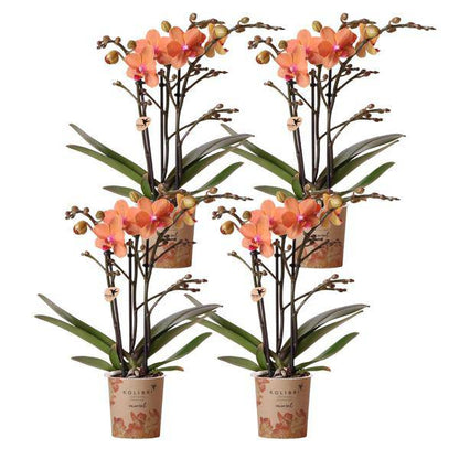 Phalaenopsis Orchideen Bozen Orange – 4 Orchideen – Topfgröße Ø9cm – Zimmerpflanzen Set mit kräftigen Blütenstielen – elegante Orchideen Dekoration 