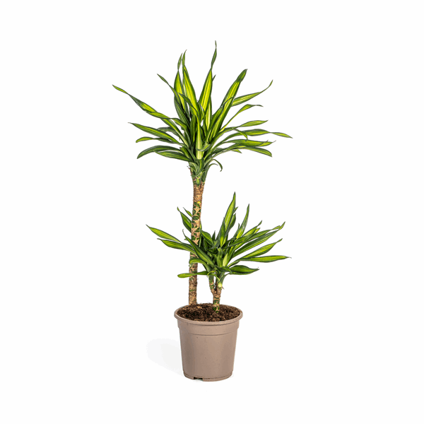 Dracaena Deremensis Rikki - Drachenbaum - Zimmerpflanze - Ø19cm - ↕70-90cm 