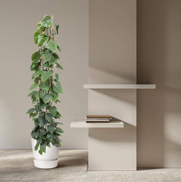 Baumfreund – Philodendron Scandens – Zimmerpflanze – 160cm – Ø27cm – pflegeleichte Kletterpflanze mit herzförmigen Blättern für Wohnung, Büro und Wintergarten 