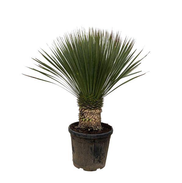 Palmlilie – Yucca Rostrata 100cm – Ø38cm – Exotische Wüstenpflanze mit blaugrauen Blättern – Pflegeleichte Zimmer- & Kübelpflanze für Wohnzimmer, Terrasse & Garten 