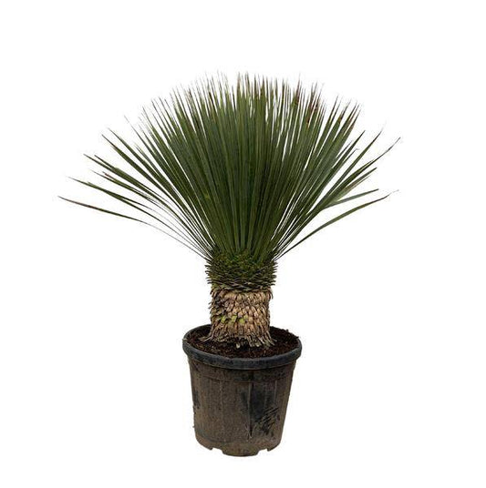 Palmlilie – Yucca Rostrata 100cm – Ø38cm – Exotische Wüstenpflanze mit blaugrauen Blättern – Pflegeleichte Zimmer- & Kübelpflanze für Wohnzimmer, Terrasse & Garten 