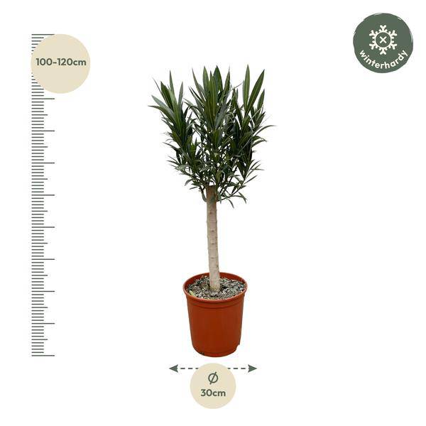 Rosenlorbeer – Nerium Oleander auf Stiel 110cm – Ø22cm – Immergrüne Kübelpflanze mit roten Blüten – Mediterrane Zierpflanze für Garten, Terrasse & Balkon – Duftend & pflegeleicht 