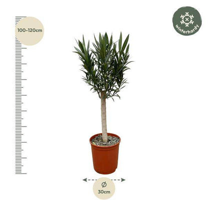 Rosenlorbeer – Nerium Oleander auf Stiel 110cm – Ø22cm – Immergrüne Kübelpflanze mit roten Blüten – Mediterrane Zierpflanze für Garten, Terrasse & Balkon – Duftend & pflegeleicht 