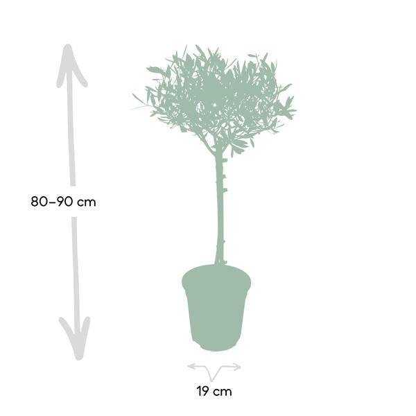 Olivenbaum - Olea - Zimmerpflanze - Ø19cm - ↕90cm 