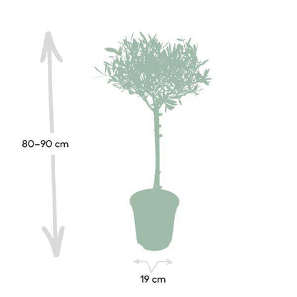 Olivenbaum - Olea - Zimmerpflanze - Ø19cm - ↕90cm 