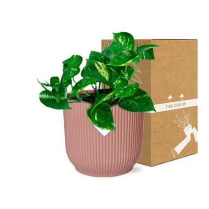 Efeutute - Epipremnum Pinnatum 'Aureum' - Zimmerpflanze + Topf Vibes Fold 14cm Rosa 