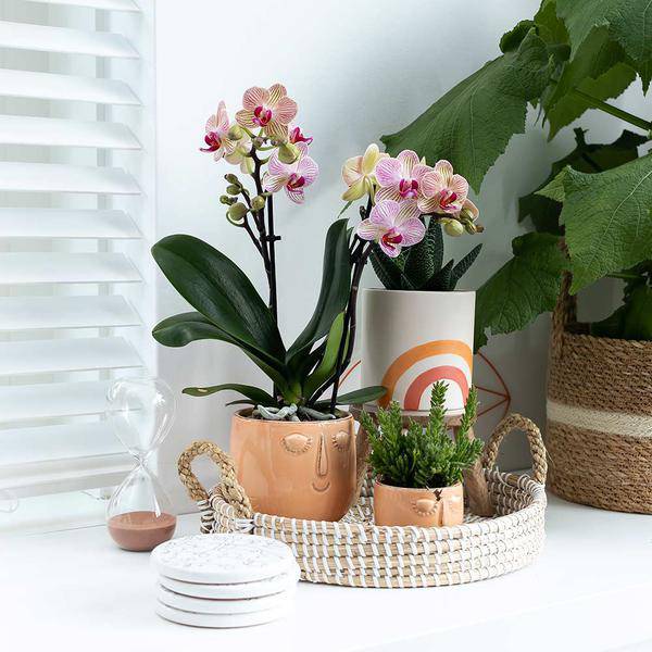 Weißes Geflochtenes Tablett Ø30cm – Handgewebtes Deko-Tablett – Pflanzentablett & Wohnaccessoire 