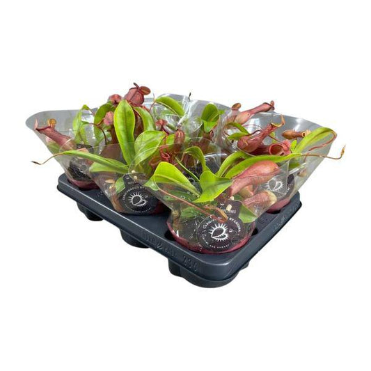 fleischfressende Pflanze - Nepenthes Alata - Zimmerpflanze - Ø12cm - ↕17cm 