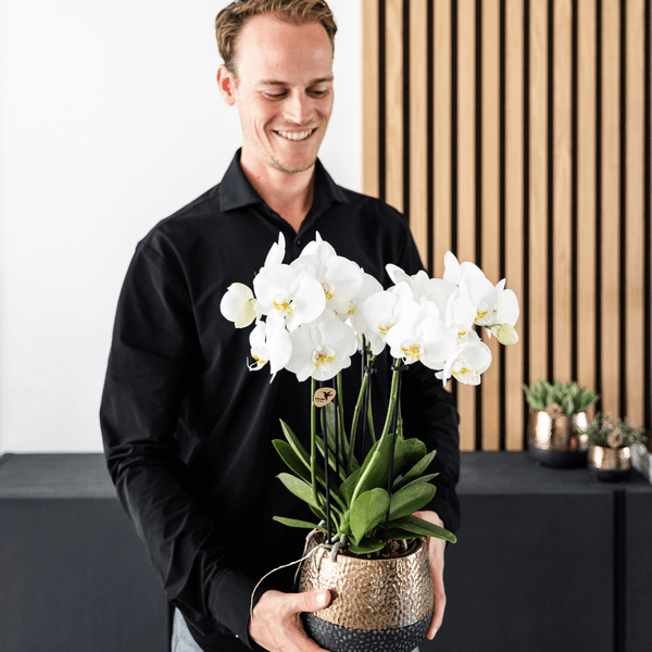 Phalaenopsis Orchideen Weiß – 2 Orchideen – Zimmerpflanzen mit langanhaltender Blüte – Ø12cm Töpfe – Frisch vom Bauern – Elegante Wohnraum-Deko 