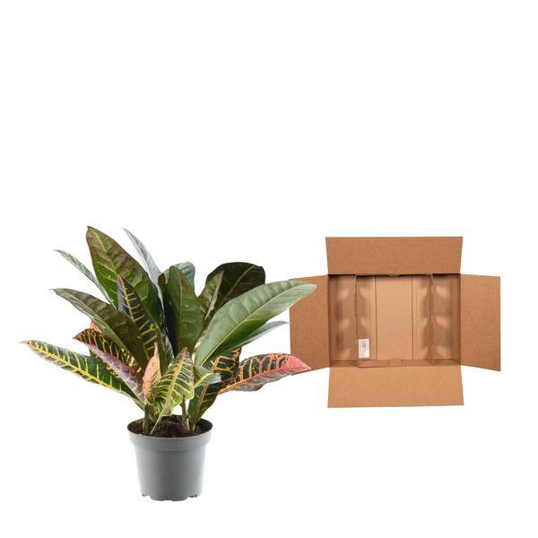 Codiaeum variegatum 'Petra' – Wunderstrauch – Buntblättrige Zimmerpflanze – Exotische Dekopflanze – Pflegeleicht – ↕30cm – Ø12cm 