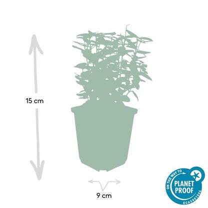 Spindelstrauch Euonymus fortunei 'Emerald 'n Gold' – 6 Pflanzen – ↕10-25cm – Ø9cm – Immergrün, gelb-grünes Laub – Hecke, Beet & Solitär – Pflegeleicht 