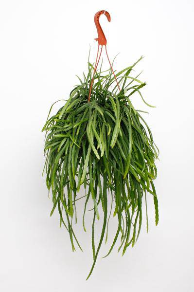 Lepismium bolivianum – Blattkaktus – Zimmerpflanze hängend – Ø17cm – Höhe ca. 25cm – exotische Hängepflanze pflegeleicht 